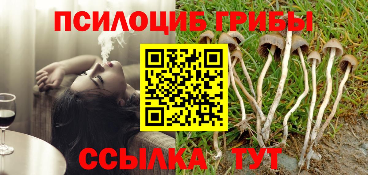 Псилоцибиновые грибы Psilocybe Киселёвск